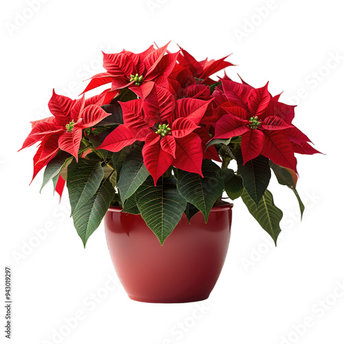 Red poinsettia plant in a red pot on a white background