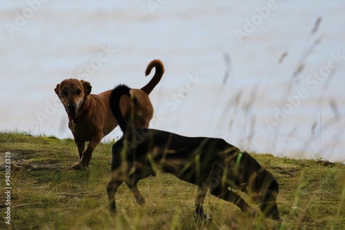 black and brown dachshund dogs are frolicking in a meadow with sables against a blue sky background