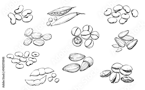 Illustration Hand drawn Set Of Mix Beans, red beans, green peas, soybean, peanuts, pistachios, sunflower seeds, almond, macadamia on white background, outline monochrome ink style.