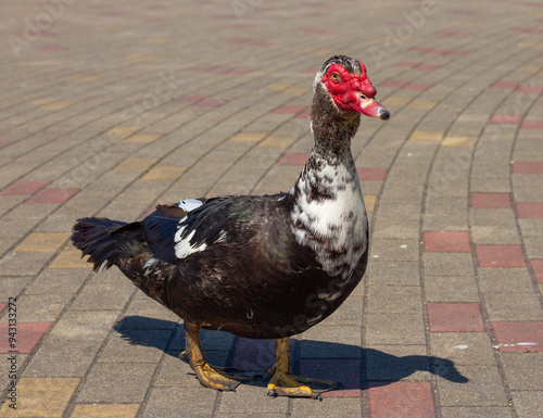 Muscovy duck (Cairina moschata) in park