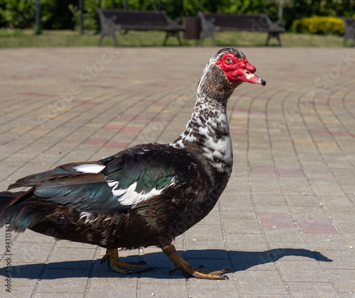 Muscovy duck (Cairina moschata) in park