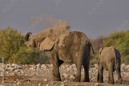 African elephant (Loxodonta africana) have a dust bath after drinking at a nearby waterhole in Etosha National Park in Namibia