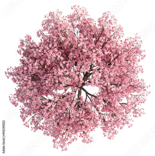 PNG Blooming pink cherry blossom tree