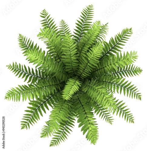 PNG Lush green fern plant topview