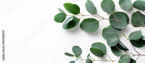 A green eucalyptus branch on a clear background serves as a backdrop for showcasing products such as cosmetics in a mockup for an advertising display or for a congratulations card with copy space ima