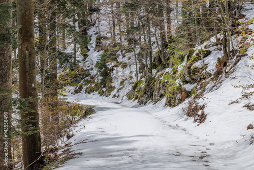 dettagli di un vasto bosco di montagna, attraversato da una strada sterrata, con il terreno completamente ricoperto di neve, di giorno, in inverno