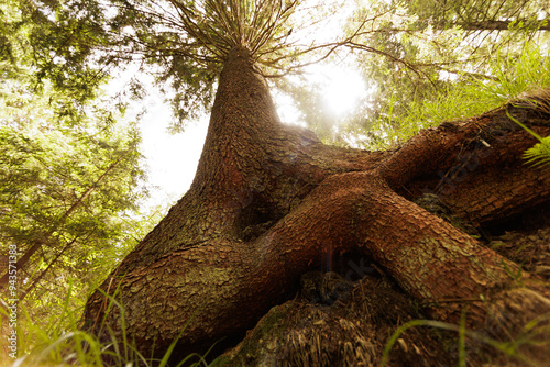 guardando dal basso verso l'alto un altissimo e antico albero di abete, in una foresta di montagna nel nord est Italia, di giorno, in estate