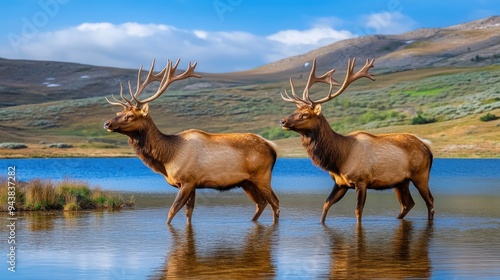 Two majestic elk stroll along a lake's edge at Yellowstone National Park, showcasing their impressive antlers against a backdrop of mountains and greenery