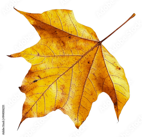 PNG Bright yellow autumn leaf on white background