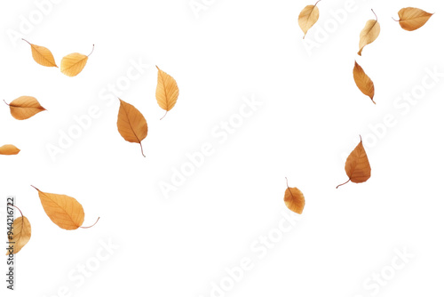 PNG Autumn leaves on white background