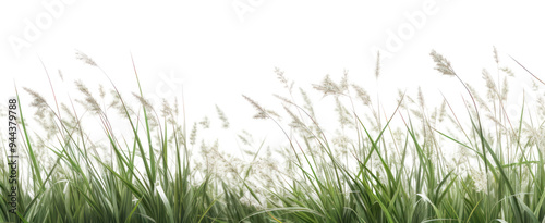 PNG Lush green grass field background