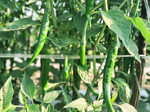 The genus Capsicum pepper plants in the family Solanaceae, which is a spice (spice) one. Nature botany. Chili is biennial plant with a single result.