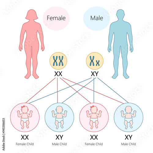 human gender determination through chromosomes, XX results in a female child and XY in a male child diagram hand drawn schematic vector illustration. Medical science educational illustration