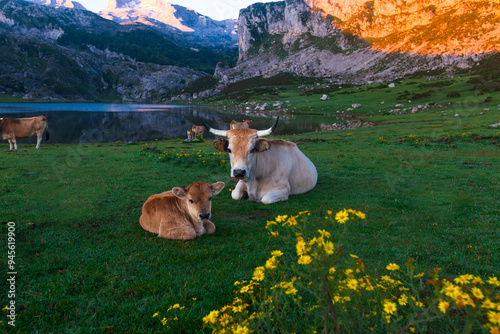 Cow of the Asturian mountain breed sits on a meadow in a national park at dawn