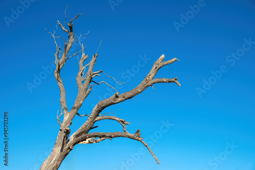 Drought tree against blue sky, dead tree trunk and branches, arid climate