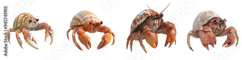 A collection of vibrant hermit crabs showcasing their unique shells and curious nature, perfect for nature enthusiasts and marine life lovers.