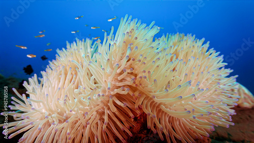 Underwater photo of anemone at a coral reef. From a scuba dive in Bali, Indonesia.