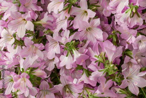 Detailed photo of pale lobelia blossoms