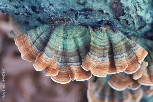 Trametes versicolor (Coriolus versicolor, Polyporus versicolor) polypore mushroom close up with shallow depth of field. Scenic natural mushroom texture