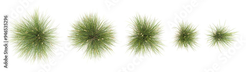 Mat rush trees in the forest, top view, area view, isolated on transparent background, 3D illustration, cg render