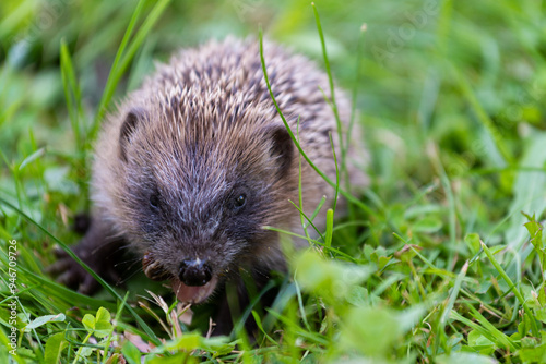 Erinaceus europaeus, herisson sauvage