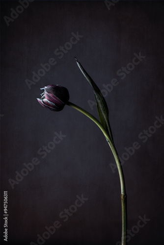 Blue tulip in studio lighting on old dark canvas background