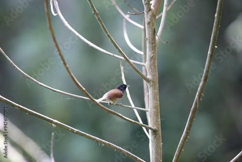 The Rwenzori hill babbler (Sylvia atriceps) is a species of passerine bird in the family Sylviidae that is found in Africa.