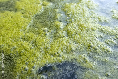 Proliferation of algae and verdin in irrigation water, eutrophication is the most important pollution process of stagnant waters