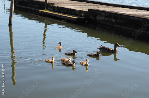 Familia patos