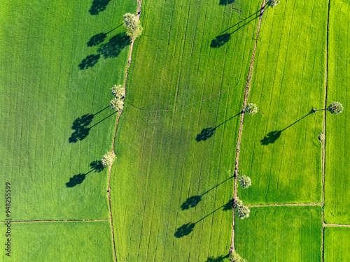 Aerial view of lush green rice field with sugar palm trees. Sustainable agriculture landscape. Sustainable rice farming. Rice cultivation. Green landscape. Organic farming. Sustainable land use.