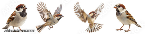 House sparrow bird in various poses including flying and perching natural wildlife transparent background