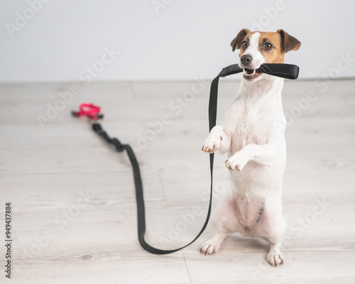 Jack Russell Terrier dog holding a leash and calling for a walk. 