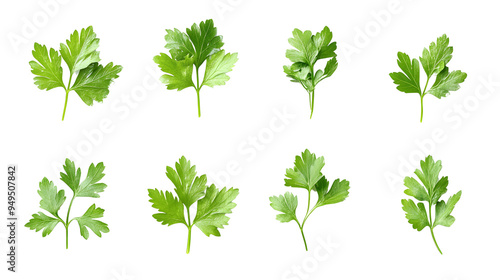 A set of fresh parsley leaves, perfect for garnishing and adding a bright flavor to dishes..