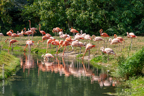 A flock of flamingos are gathered by a river. The water is calm and the birds are standing in the water