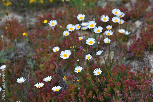 The oxeye daisy (Leucanthemum vulgare) on a loamy soil