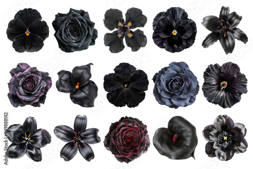 PNG blooming black flower element set, transparent background