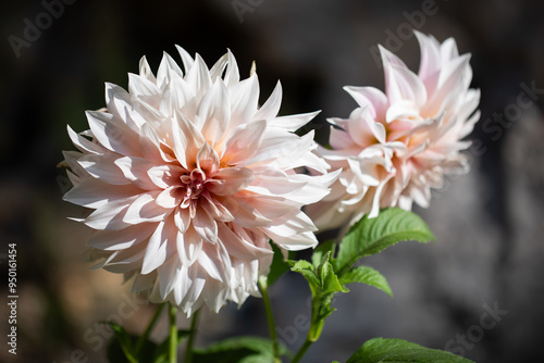 cafe au lait dahlia flower