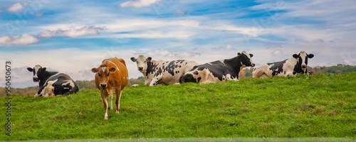 Five dairy cows resting in a green pasture in the finger lakes region of upper New York near Watkins Glen.