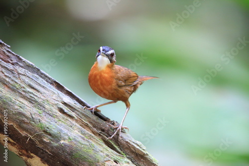 Malayan Black-capped Babbler (Pellorneum nigrocapitatum) in Malay Peninsula.