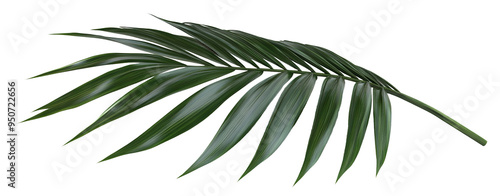 Tropical green palm leaf, cut out