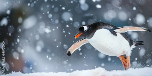 Gentoo penguin gracefully gliding on snow on its belly