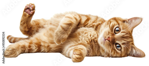 PNG Playful orange tabby cat relaxing