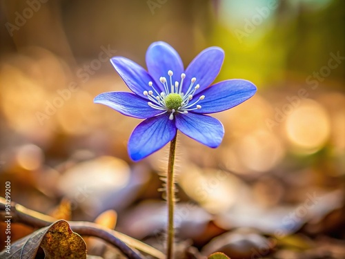 A tiny hepatica flower unfurls its delicate petals amidst the forest's early spring awakening, its subtle beauty a treat for the senses.