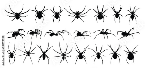 Silhouettes of a black predatory spiders.