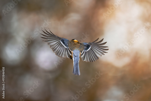 el vuelo del carbonero común