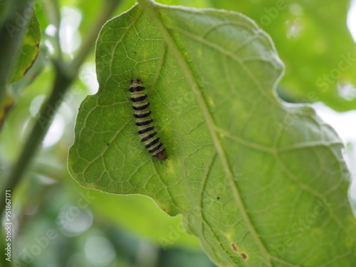 Eggplant leaf damaged by caterpillars of painted lady (Vanessa cardui). Whose larvae can damage many plant.