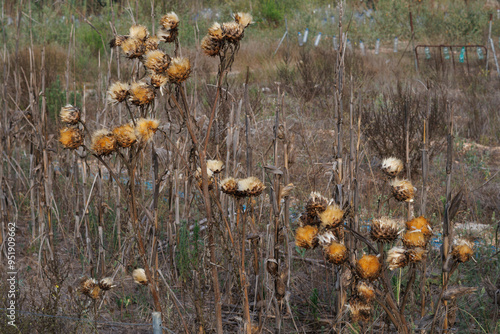 Cardo Cynara cardunculus L. seco a finales del verano durante día lluvioso proporcionando un bonito paisaje de naturaleza muerta, Lorcha, España