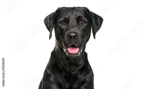 Close-up of a Happy panting black Labrador dog looking at the camera, Isolated on white, Remastered