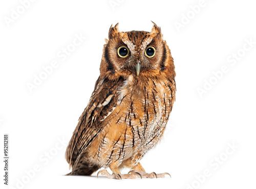 Tropical screech owl, Megascops choliba, looking at the camera, isolated on white