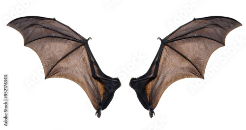 Detailed close-up image of bat wings spread open on a white background, showcasing intricate veins and textures.